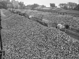 Cukrownia "Zbiersk" kampania 1971_3